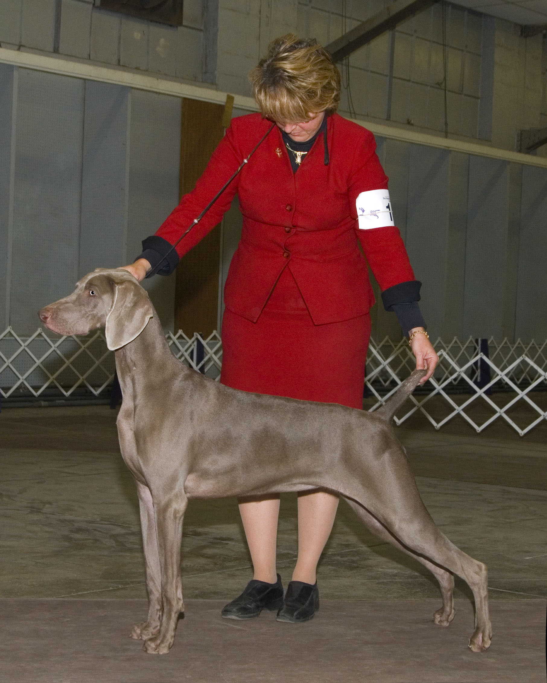 Kennel club outlet weimaraner puppies